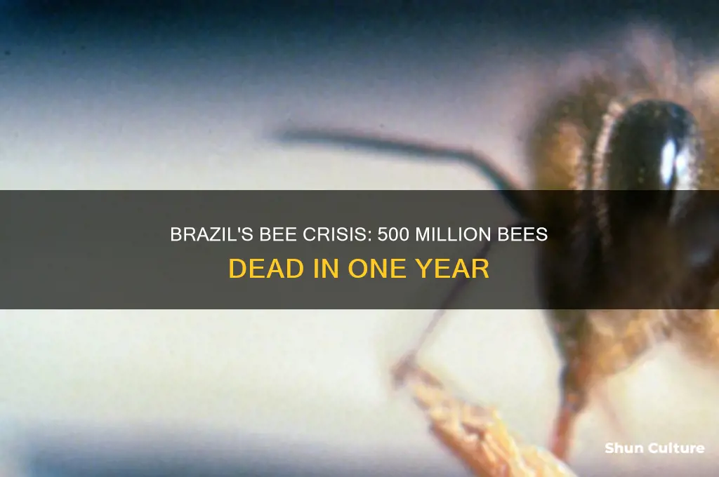 has brazil lost 500 million bees in the last year