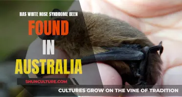 White-Nose Syndrome: Is Australia Affected by This Deadly Disease?