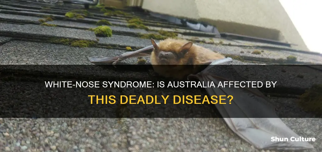 has white nose syndrome been found in australia