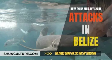 Belize Shark Attacks: A Real Danger?