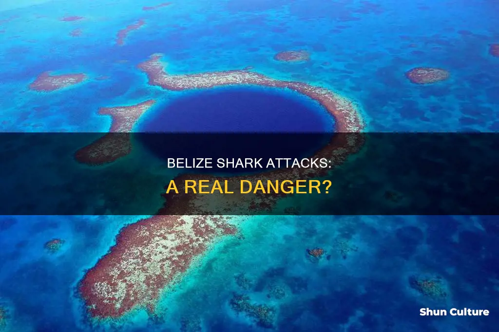 have there been any shark attacks in belize