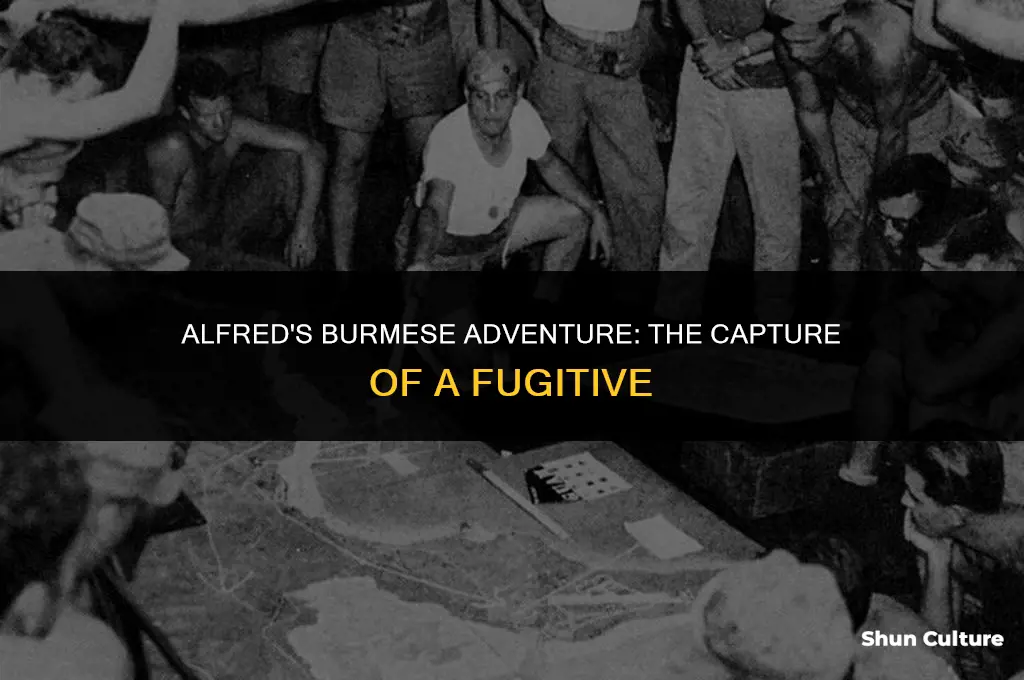 how alfred caught the guy in burma