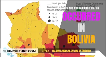 Bolivia's Deforestation: Causes and Effects Explained