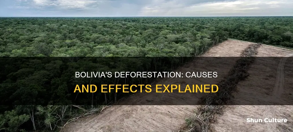 how and why has deforestation occurred in bolivia