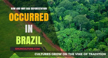 Brazil's Deforestation Crisis: Causes, Impacts, and Urgent Solutions