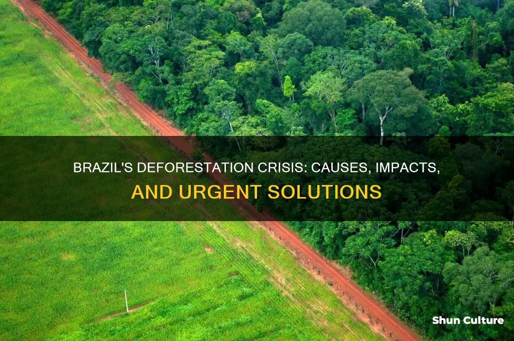 how and why has deforestation occurred in brazil