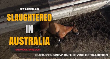 Australia's Animal Slaughter: Methods and Welfare