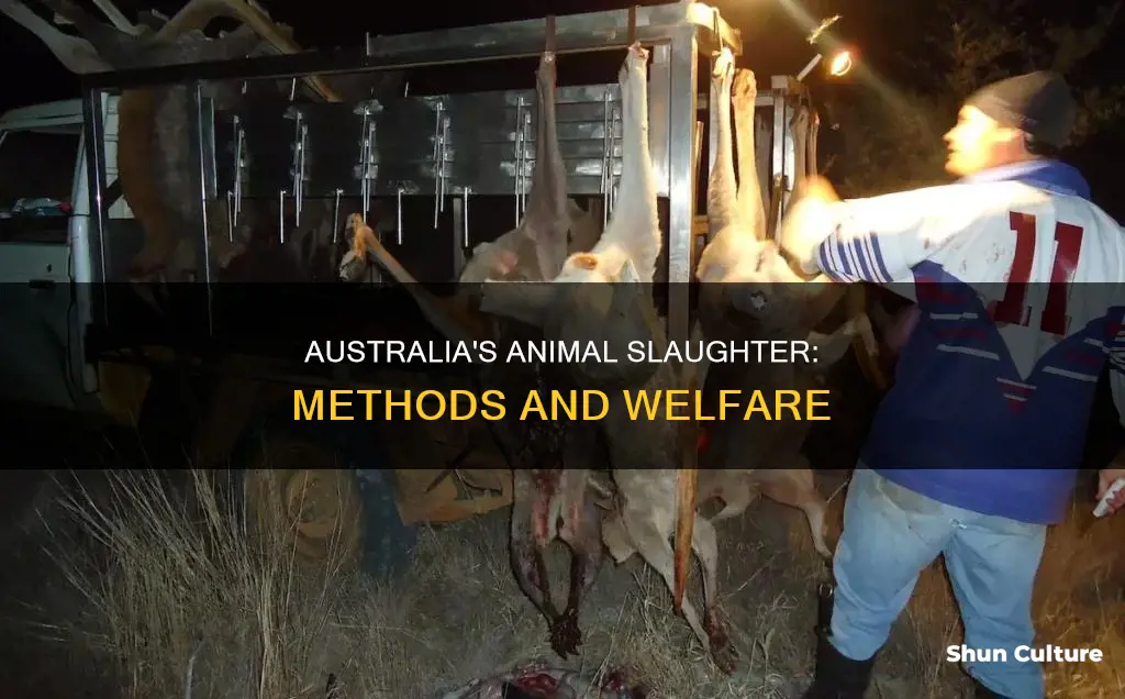 how animals are slaughtered in australia