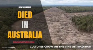 Australia's Animals: Understanding the Loss