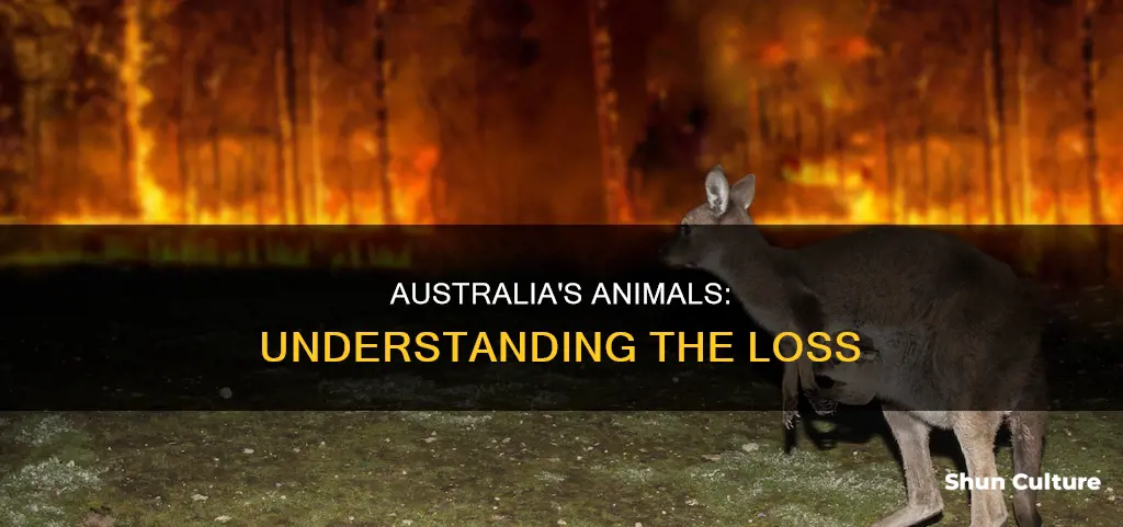 how animals died in australia