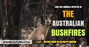 Impact of Australian Bushfires: Devastating Effects on Wildlife