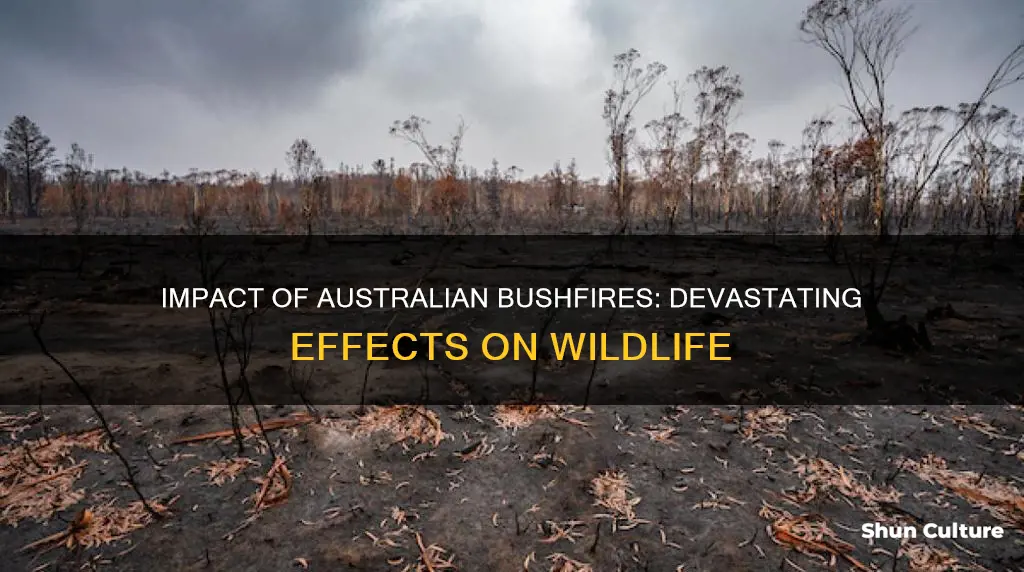 how are animals affected in the australian bushfires