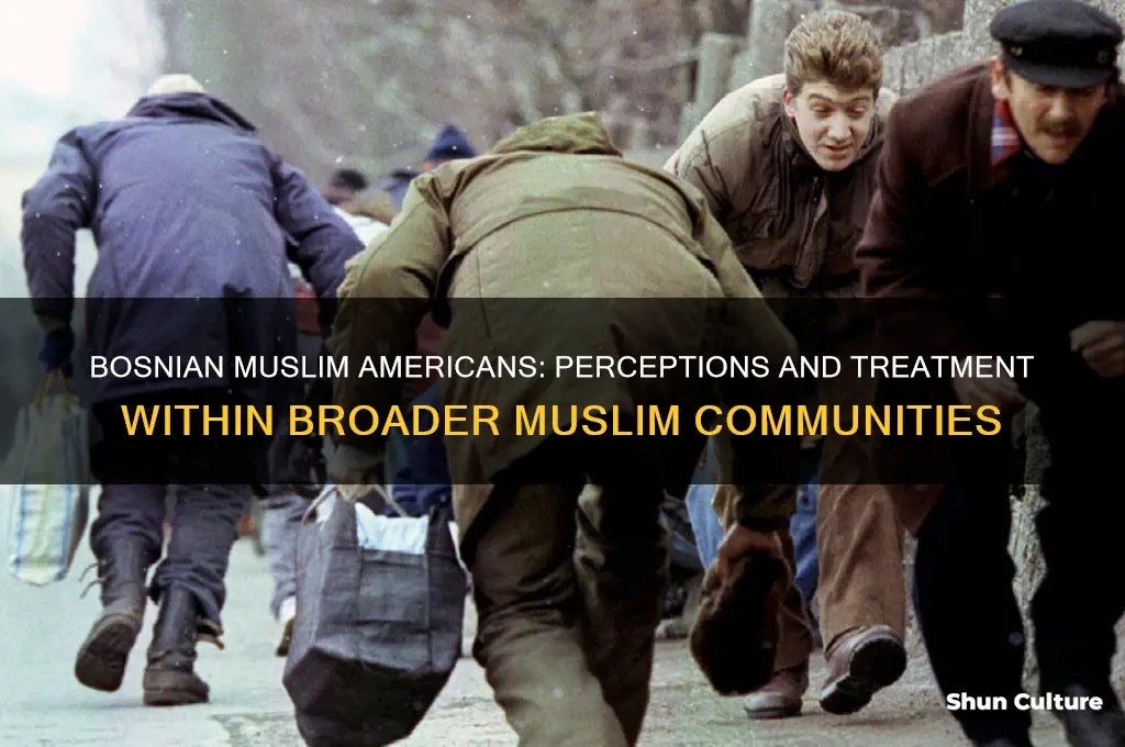 how are bosnian muslims americans treated by other muslims