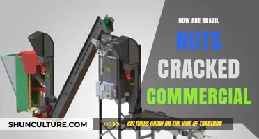 Commercial Brazil Nut Cracking: Techniques, Tools, and Industry Insights