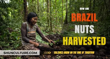 Harvesting Brazil Nuts: A Sustainable Journey from Canopy to Table