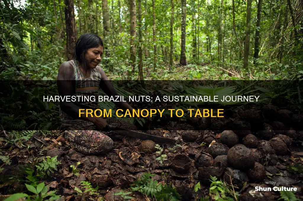 how are brazil nuts harvested
