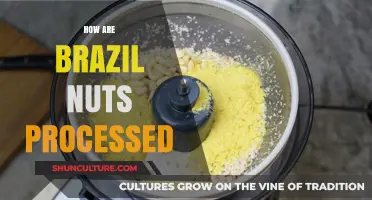 From Forest to Table: The Processing Journey of Brazil Nuts