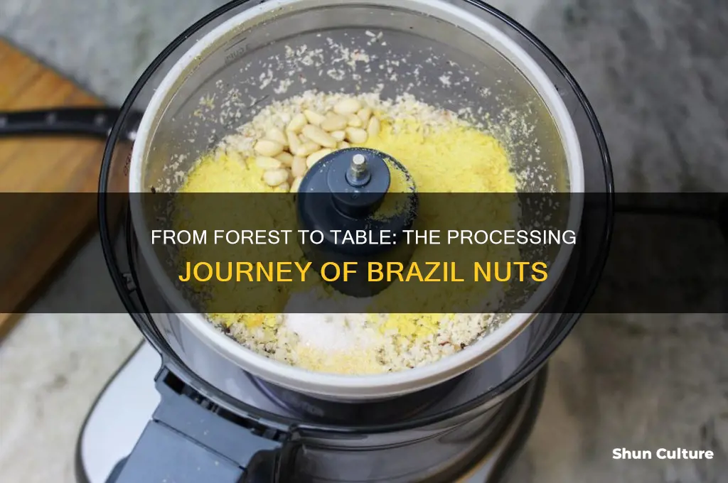 how are brazil nuts processed