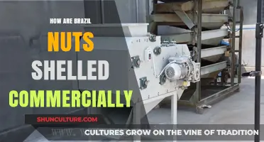 Commercial Brazil Nut Shelling: Processes, Machinery, and Industry Insights