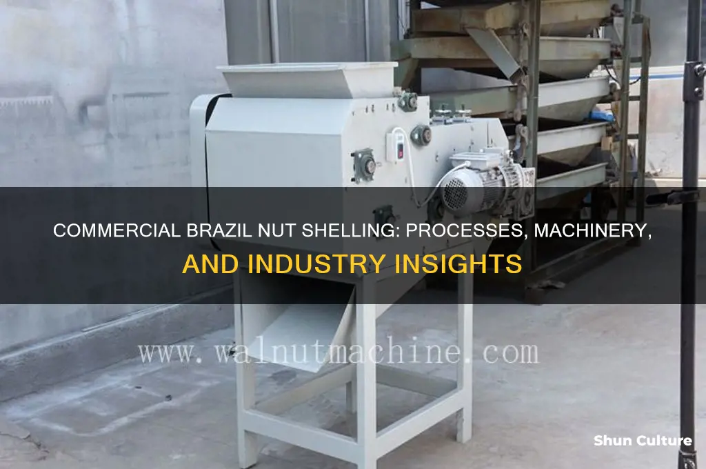 how are brazil nuts shelled commercially