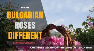 Exploring the Unique Qualities of Bulgarian Roses