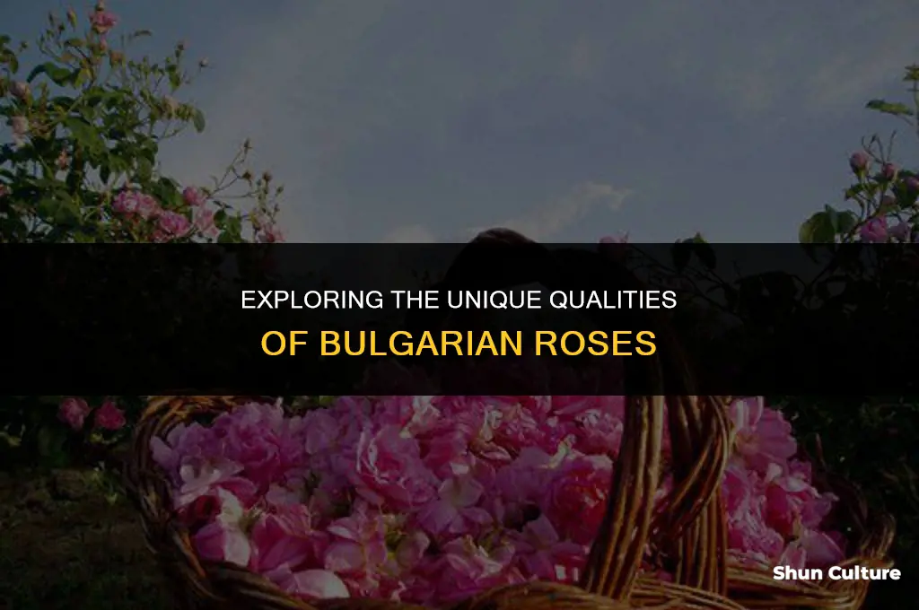 how are bulgarian roses different
