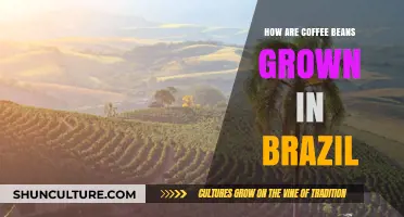 Brazil's Coffee Journey: From Bean to Brew in Lush Landscapes