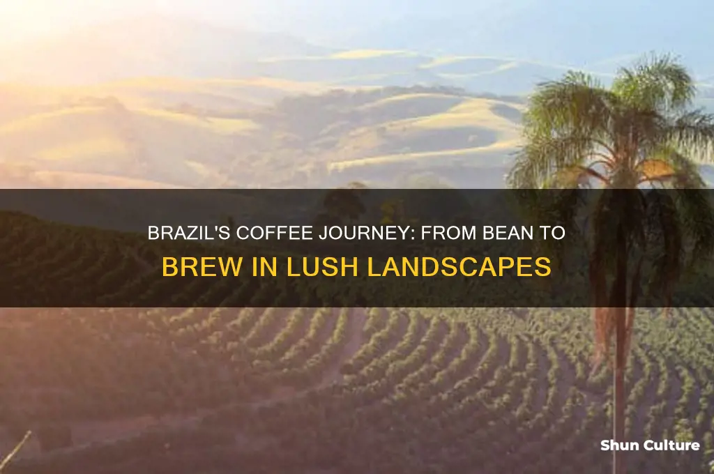 how are coffee beans grown in brazil