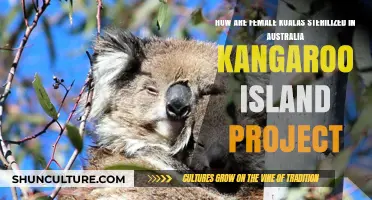 Koala Sterilization: Australia's Kangaroo Island Project for Females
