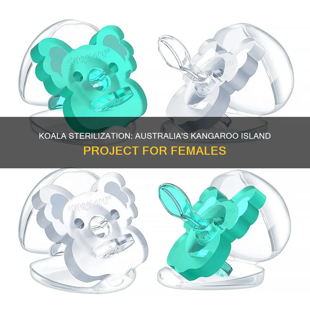 how are female koalas sterilized in australia kangaroo island project