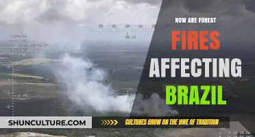 Brazil's Burning Forests: Impacts, Causes, and Urgent Solutions Needed
