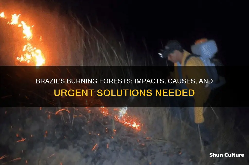 how are forest fires affecting brazil