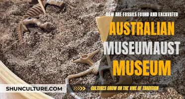 Uncovering Ancient Treasures: Fossil Excavation and Exploration