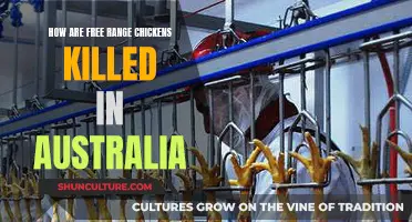 The Fate of Free-Range Chickens in Australia