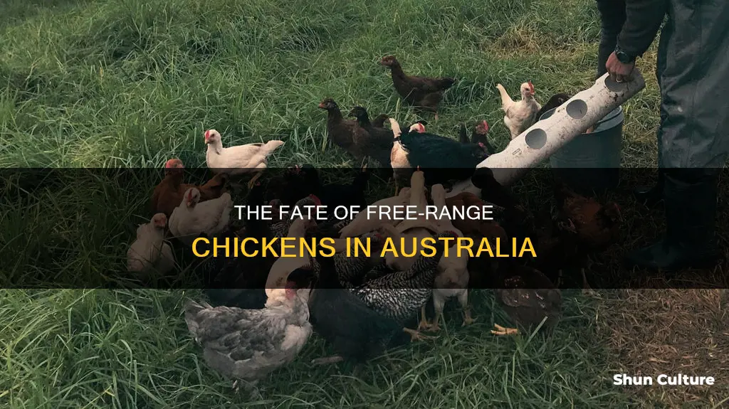 how are free range chickens killed in australia