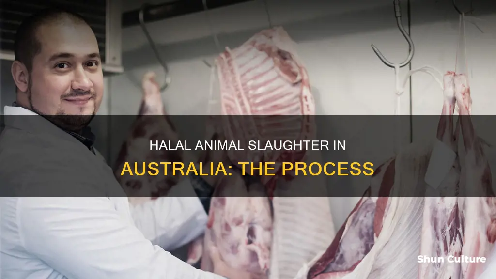 how are halal animals killed in australia