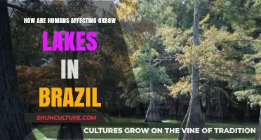 Human Impact on Brazil's Oxbow Lakes: Threats and Conservation Challenges