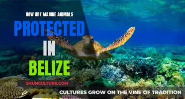 Belize's Marine Life: Conservation and Protection Efforts