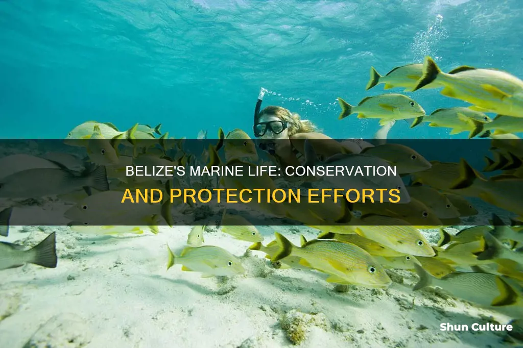 how are marine animals protected in belize