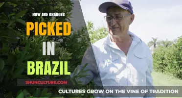 Harvesting Oranges in Brazil: Techniques, Traditions, and the Citrus Industry