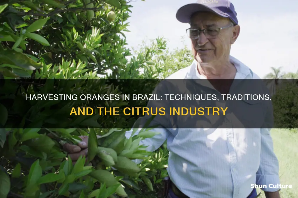 how are oranges picked in brazil