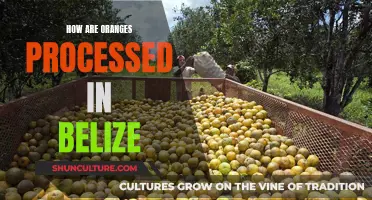 Processing Oranges in Belize: A Step-by-Step Guide