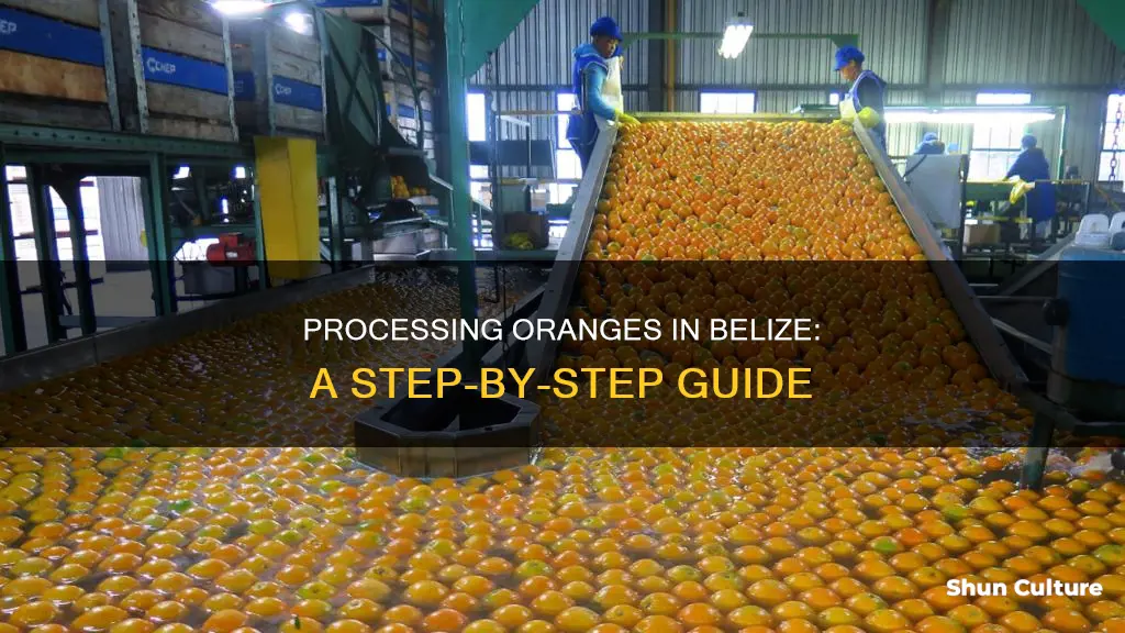 how are oranges processed in belize