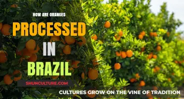 Brazil's Orange Processing: From Grove to Global Juice Production