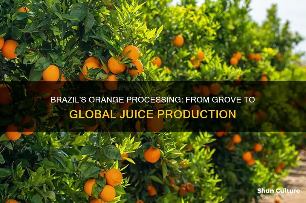 how are oranges processed in brazil