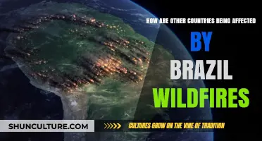 Brazil's Wildfires: Global Impacts and Environmental Consequences Abroad