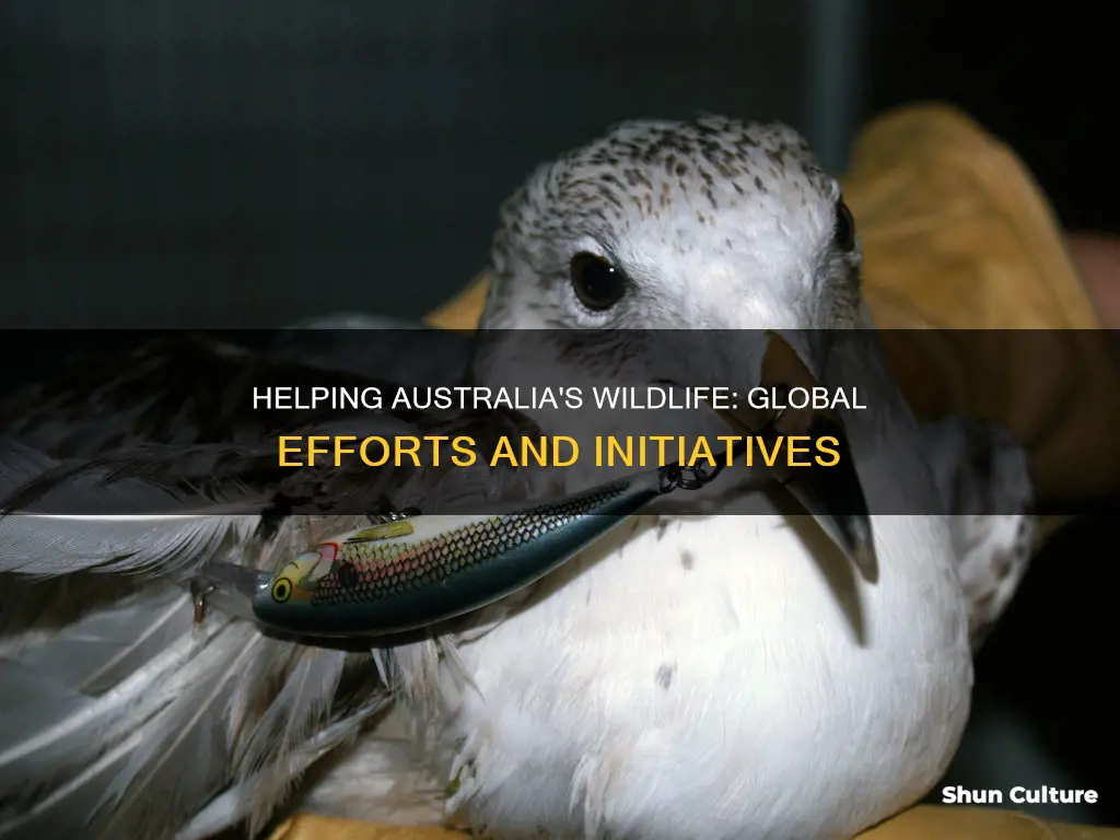 how are people helping the animals in australia