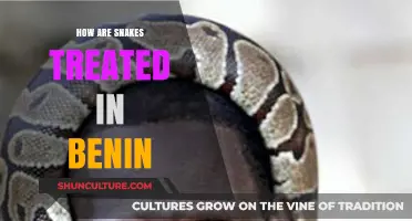 Exploring the Cultural Significance and Treatment of Snakes in Benin