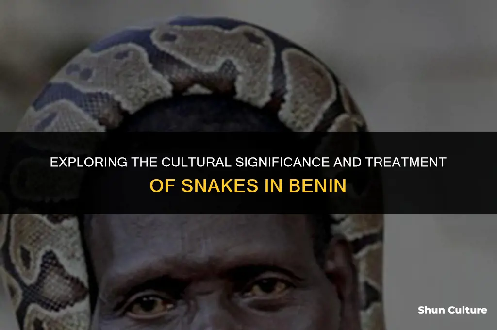 how are snakes treated in benin