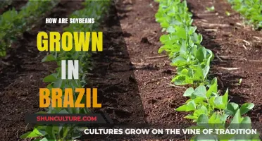 Cultivating Soybeans in Brazil: A Comprehensive Guide to Farming Practices
